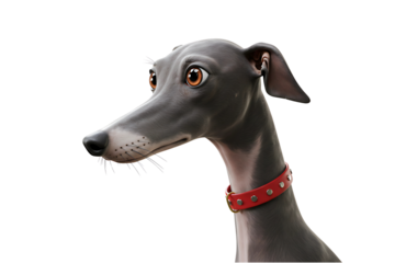 Greyhound dog head in profile view, wearing red collar, sleek grey fur, sharp features, isolated on transparent background