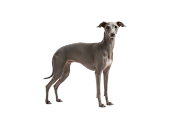 Full-body standing Greyhound dog, sleek grey coat, athletic build, poised stance, isolated on transparent
