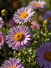 Fototapeta premium Aster flower flower garden closeup with sunlight