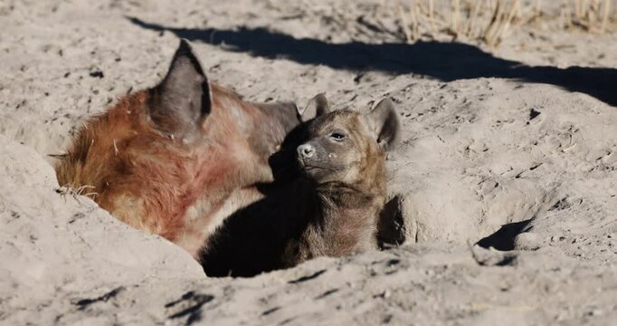 Close-up. Spotted hyena grooming a young cub in the entrance to their den.  