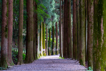 A view of a bamboo grove bathed in sunlight. 대나무 숲	
