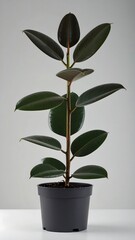 A Fiddle-leaf Fig in a pot