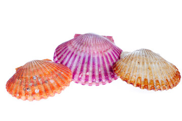 Scallops isolated on a white background