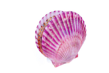 Scallops isolated on a white background