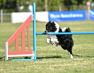 Dog jumping agility course (1)