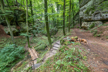 Beautiful green forest Hiking path with Sandstone chalk rock formations in Berdorf Mullerthal Luxembourg