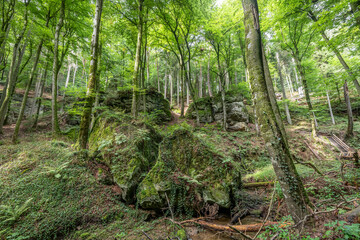 Beautiful green forest Hiking path with Sandstone chalk rock formations in Berdorf Mullerthal Luxembourg