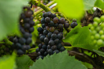 Dark grapes ripening on the vine in vineyard