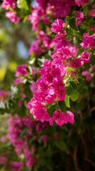 Bougainvillea blossoms vibrantly cascade, celebrating Holi's exuberance and Dia de la Raza's rich cultural tapestry, weaving floral tapestries