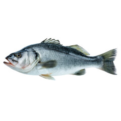 Fototapeta premium Fresh sea bass fish isolated on transparent background, Clipart png 