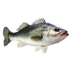 Obraz premium Fresh sea bass fish isolated on transparent background, Clipart png 