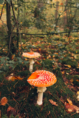 Fly Agaric Mushrooms in Forest with Autumn Leaves. Fly agaric mushrooms in a forest with colorful autumn leaves, creating a cozy, seasonal, and atmospheric nature scene.