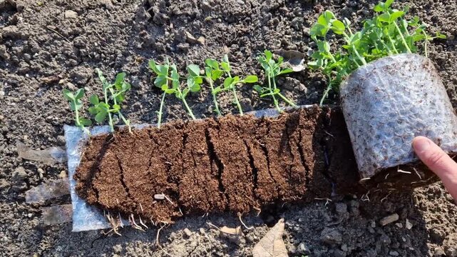 foil in combination with soil twisted into a spiral shaped like a cake. The seeds of plants will grow between layers of plastic. They will then develop and be planted in a row until they have roots