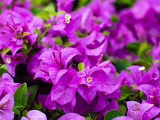 Beautiful Purple Bougainvillea Flowers in Full Bloom - Vibrant Tropical Garden and Nature Background.