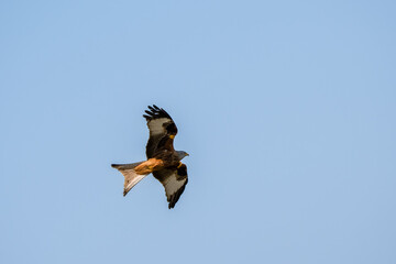 a wild red kite (Milvus milvus) in flight, blue sky