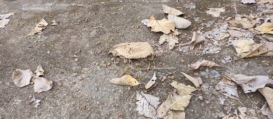 Dried Brown Leaves on Gray Concrete Ground