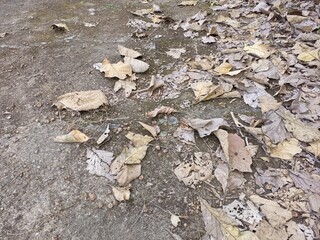 Dried Brown Leaves on Gray Concrete Ground