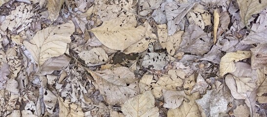 Close up of dry textured fallen autumn leaves