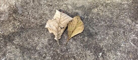 Two dry fallen leaves on concrete ground