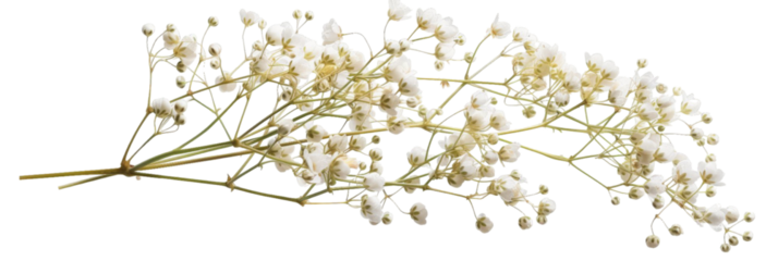 A delicate arrangement of white flowers showcasing intricate details, set against a transparent background, ideal for floral-themed projects or design elements