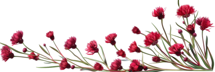 A vibrant arrangement of red carnations with lush green stems, elegantly positioned against a transparent background, perfect for floral designs and decorative purposes