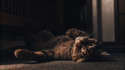 Indoor cat laying on its back and looking up at the camera