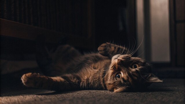 Indoor cat laying on its back and looking up at the camera