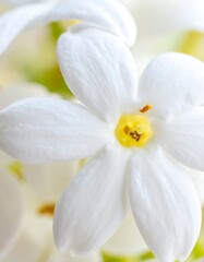 Close-up of a white flower (1)
