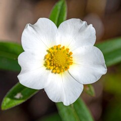 Close-up of a white flower