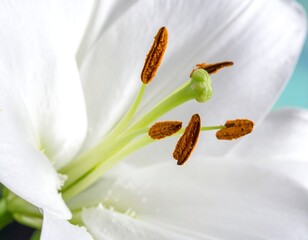 Close-up of a white lily's center