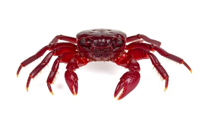Red crab, front view
