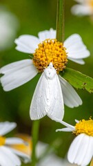 Close-up of a white moth on a flower