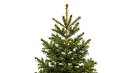 Young green spruce tree against a clean white background, perfect for holiday and nature themes. Ideal for seasonal designs.