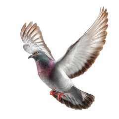 Fototapeta premium Flying pigeon isolated on transparent background, Clipart png