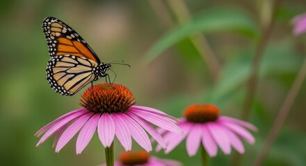 A monarch butterfly gracefully rests on a vibrant purple coneflower in a lush garden, showcasing nature's delicate beauty.