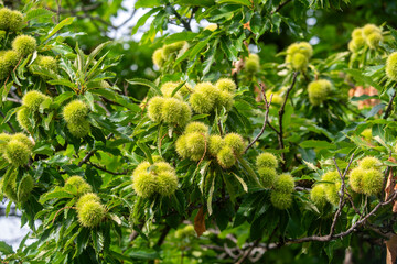 Thorny green nuts hang from branches
