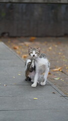 Obraz premium A stray cat plays in the park.