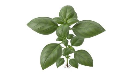 Isolated organic basil plant featuring vibrant green leaves ready for cooking and garnishing