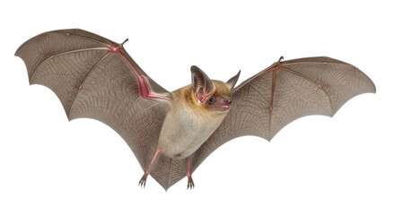 Isolated bat with spread wings, flying mammal with tan fur and brown translucent wings