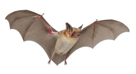 Isolated bat with spread wings, flying mammal with tan fur and brown translucent wings