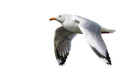 Isolated European herring gull flying in the sky spreading wings with the body in view