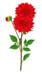 Red Dahlia flower illustration