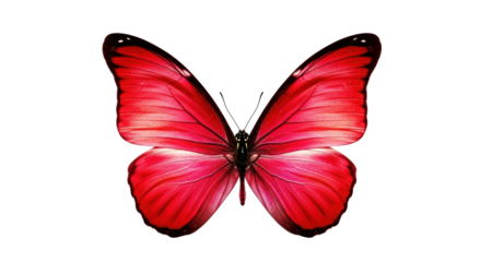 Isolated butterfly with brilliant red wings, detailed texture, nature beauty and flight