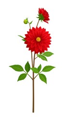 Red dahlia flower illustration