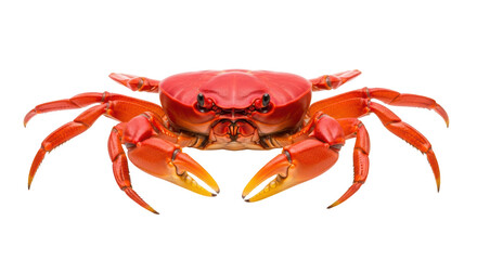 Isolated Red Crab on a Plain Surface, Seafood Animal, Marine Biology Specimen, Shellfish