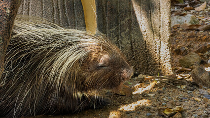 A Malayan Porcupine (Hystrix brachyura) with its distinctive long quills visible. This Southeast Asian species is known for its sharp spines used for protection.