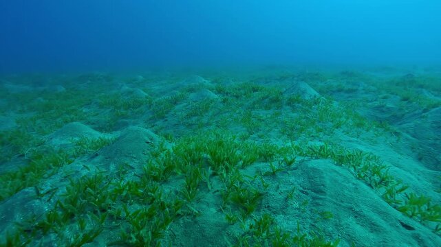 Hilly sandy seabed covered with Smooth ribbon seagrass, Cymodocea rotundata in deep sea on turquoise water background, Slow motion forward over seagrass meadow