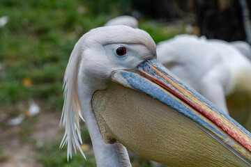 View on white pelicans resting at warm day