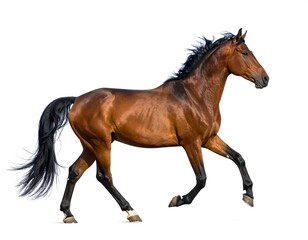 Obraz premium Brown horse in motion against white