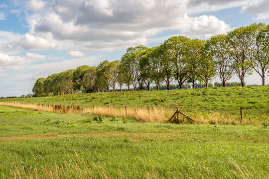 Dutch polder landscape with a dike, a fence, and a row of trees. The photo was taken on a cloudy day in the summer season.